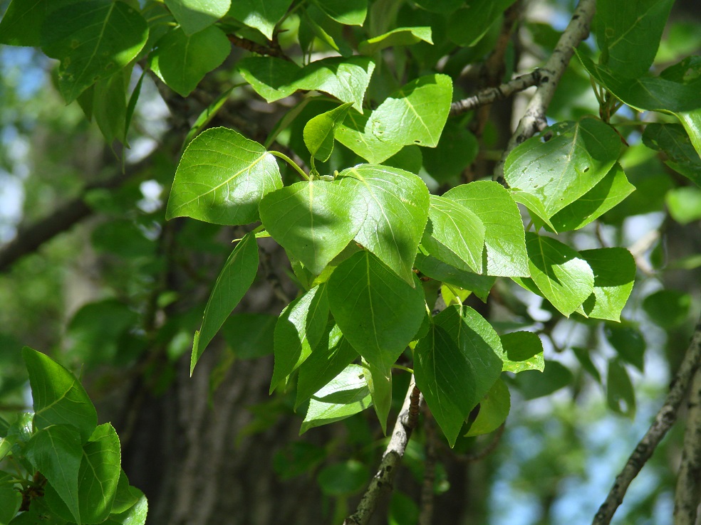 Изображение особи Populus &times; sibirica.