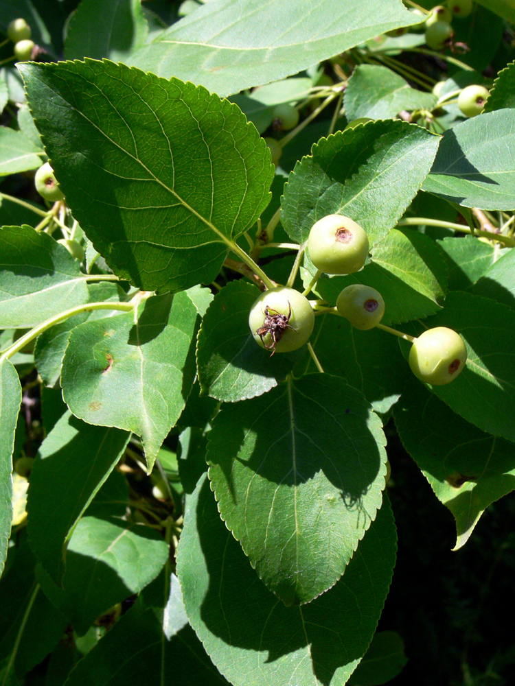 Изображение особи Malus baccata.