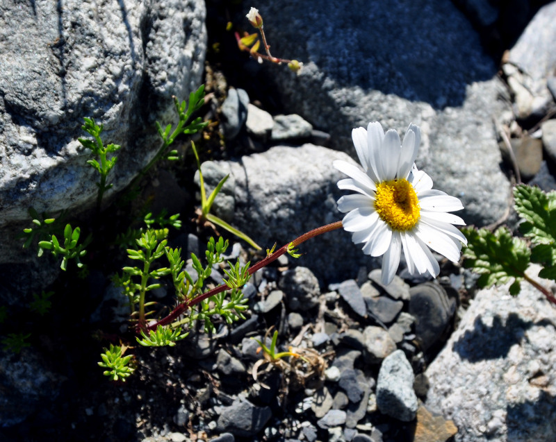 Изображение особи Tripleurospermum caucasicum.