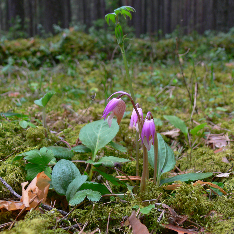 Image of Calypso bulbosa specimen.