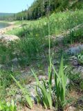 Iris setosa. Расцветающее растение. Якутия (Саха), Алданский р-н, левый берег р. Алдан в 5 км выше устья р. Тимптон. 19.06.2008.