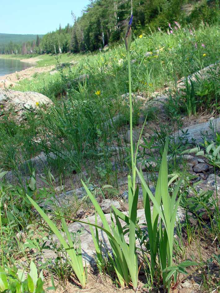 Image of Iris setosa specimen.