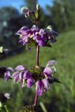 Phlomoides tuberosa. Верхушка цветущего растения.Самарская обл., Ставропольский р-н, Жигулёвская возвышенность, степь на северном склоне ниже плотины ГЭС. 06.07.2006.