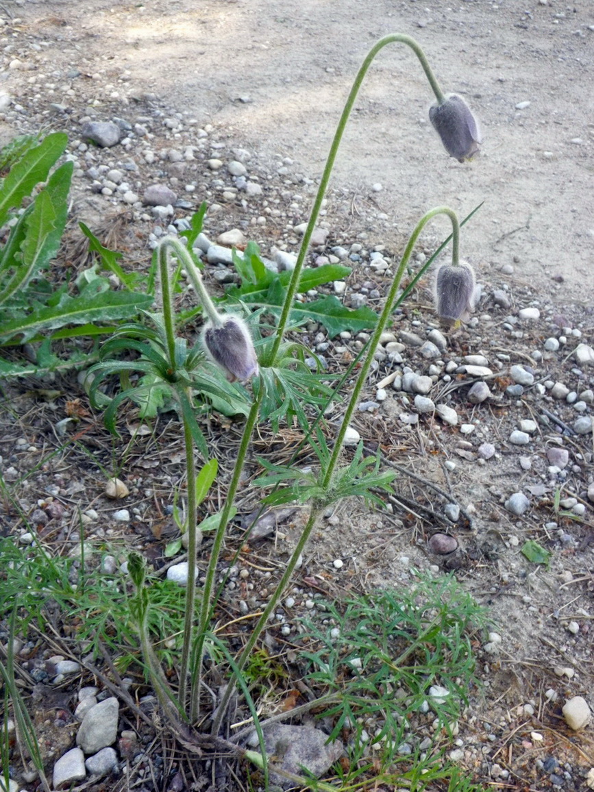 Image of Pulsatilla pratensis specimen.