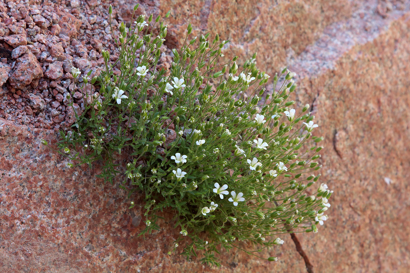 Image of Minuartia kryloviana specimen.