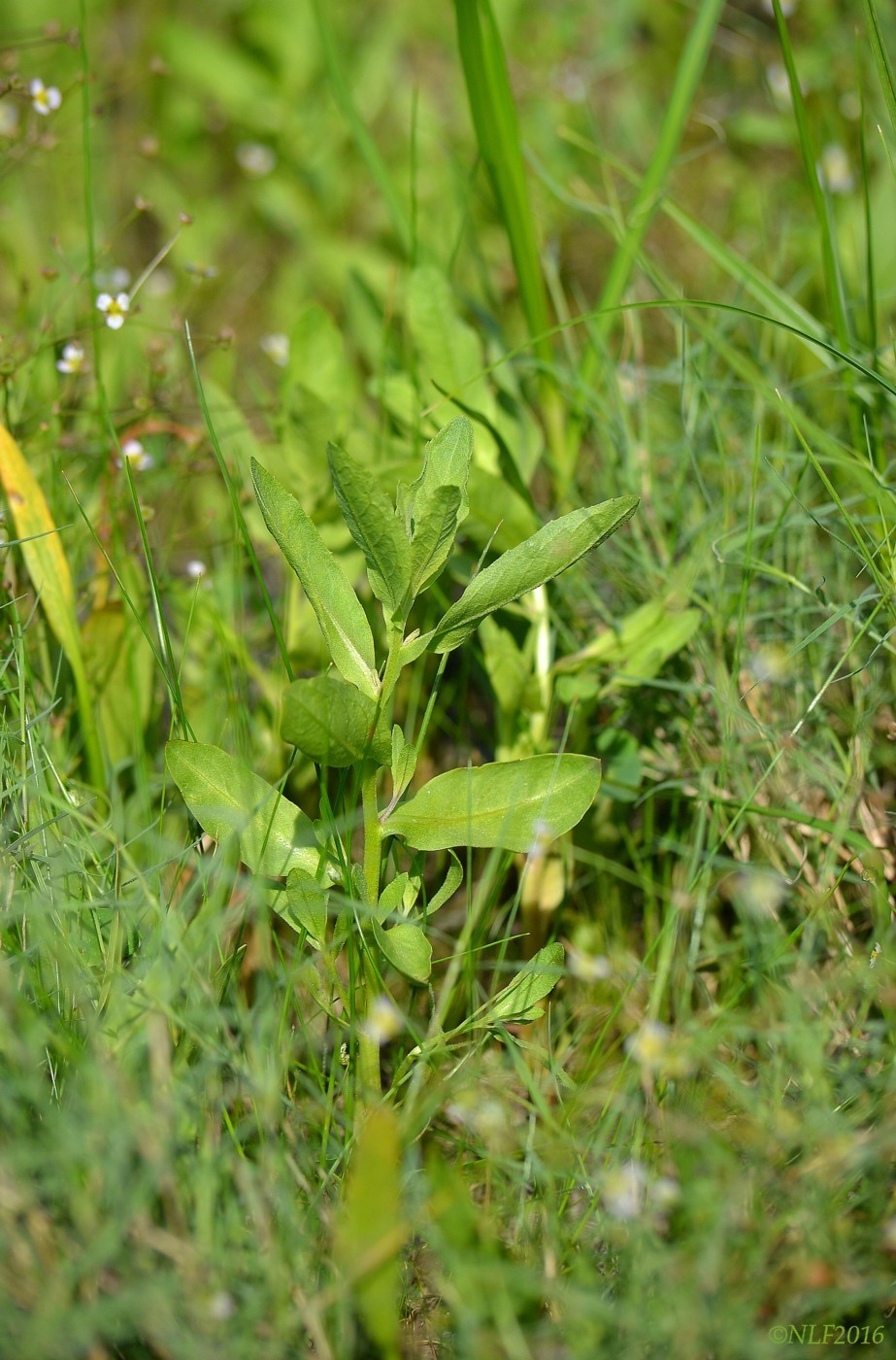 Image of Sphaeranthus strobilifer specimen.