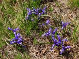 Iris uniflora