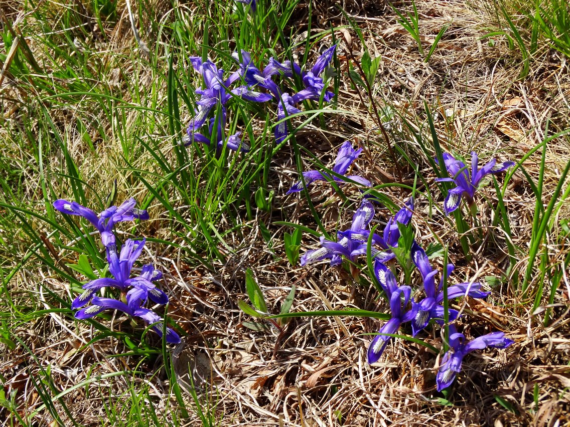 Image of Iris uniflora specimen.