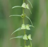 Scutellaria galericulata