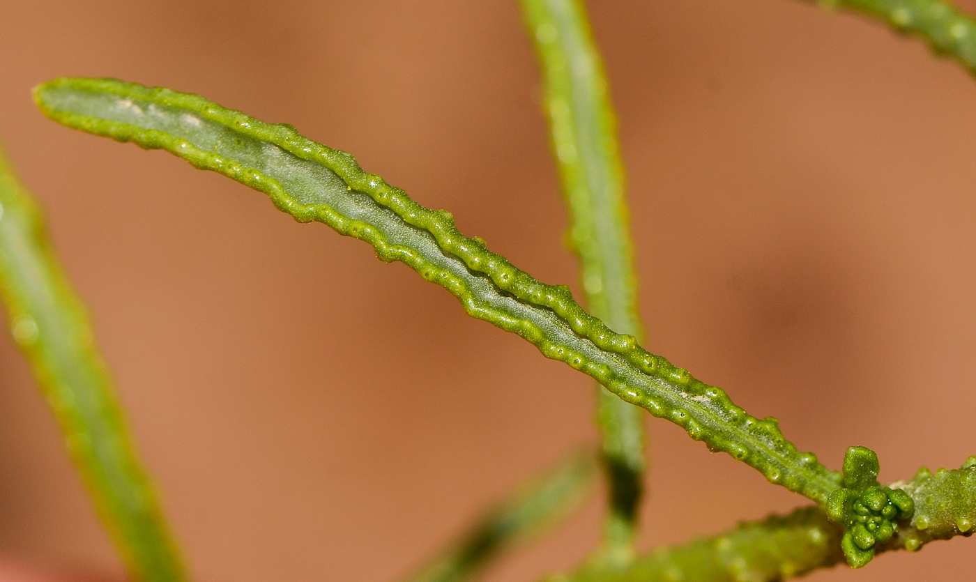 Изображение особи Haplophyllum tuberculatum.