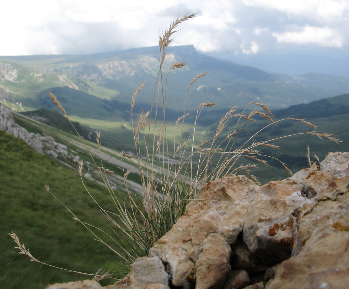 Изображение особи Festuca sommieri.