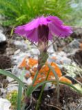 Dianthus versicolor. Верхушка побега с цветком и бутоном. Хакасия, Ширинский р-н, окр. с. Ефремкино, скальный массив Тогыз-Аз, каменистое обнажение в верхней части крутого южного склона. 11.07.2016.