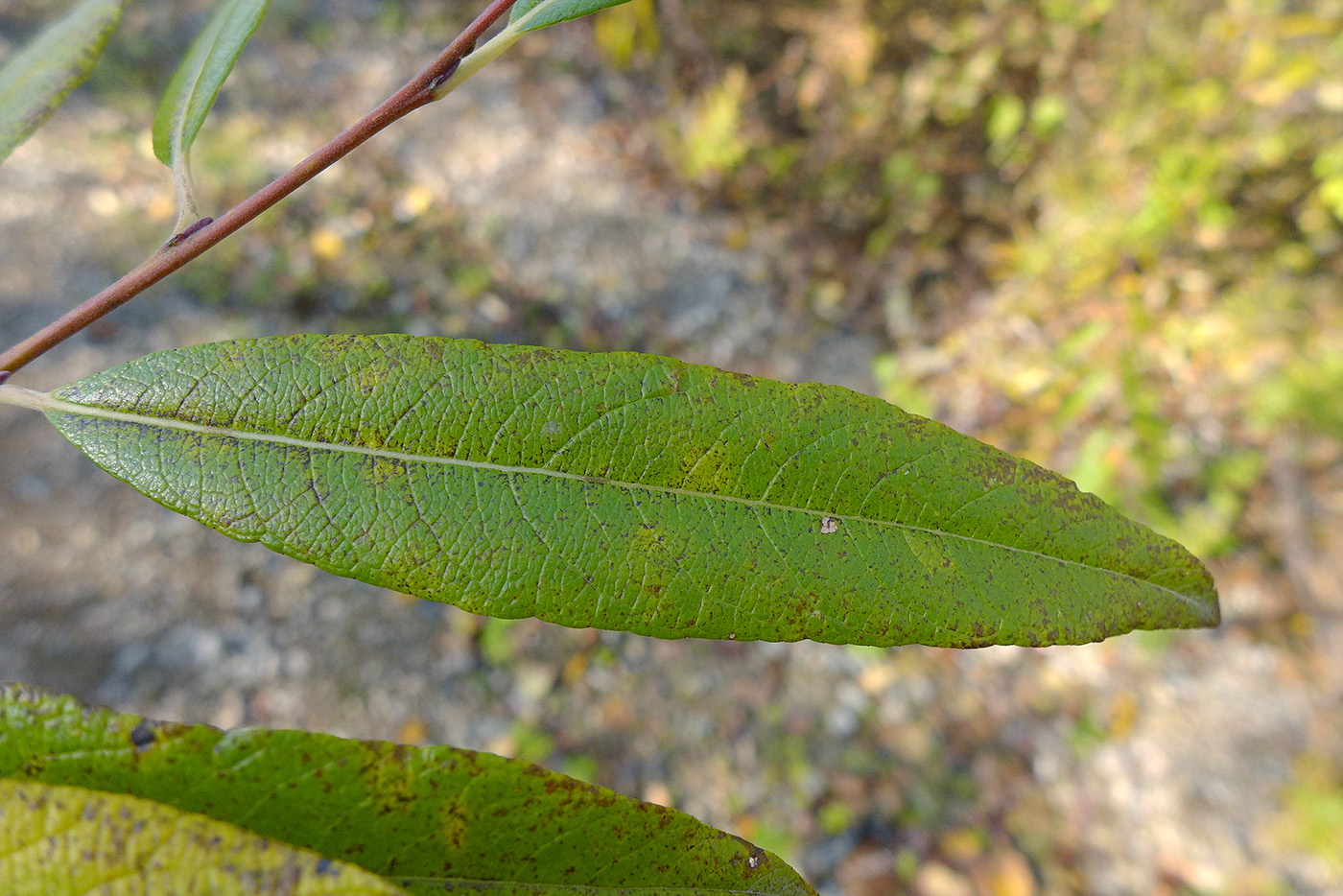 Изображение особи Salix &times; vorobievii.