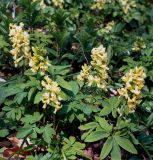 Corydalis marschalliana