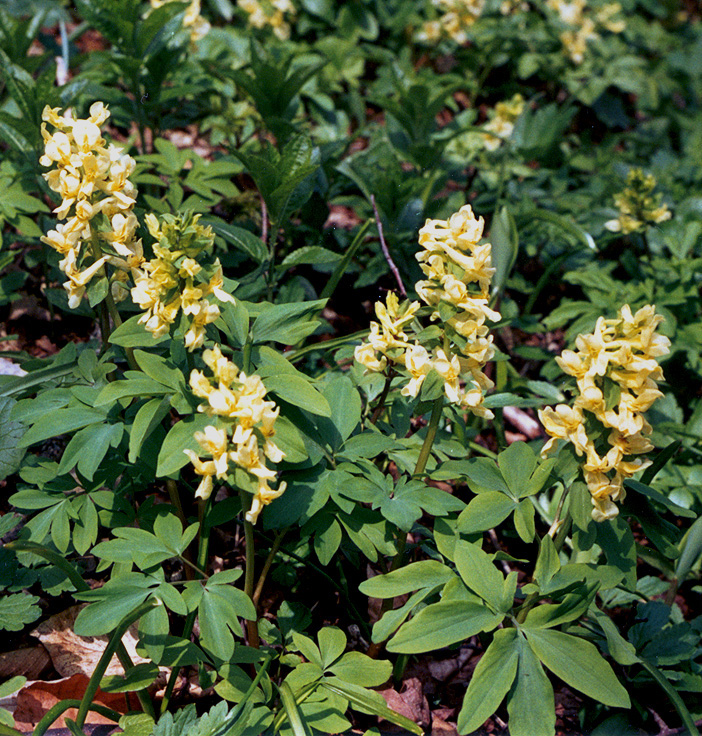 Хохлатка маршалла. Хохлатка Маршалла растение. Хохлатка Маршалла (Corydalis marschalli). Хохлатка Маршалла – Corydalis marschalliana (Pall. Ex Willd.) Pers..