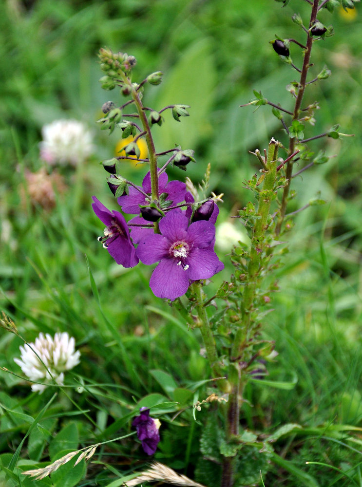 Image of Verbascum phoeniceum specimen.