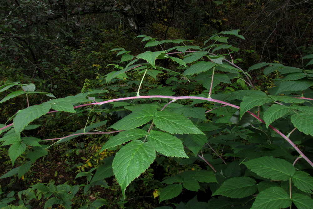 Изображение особи Rubus idaeus.