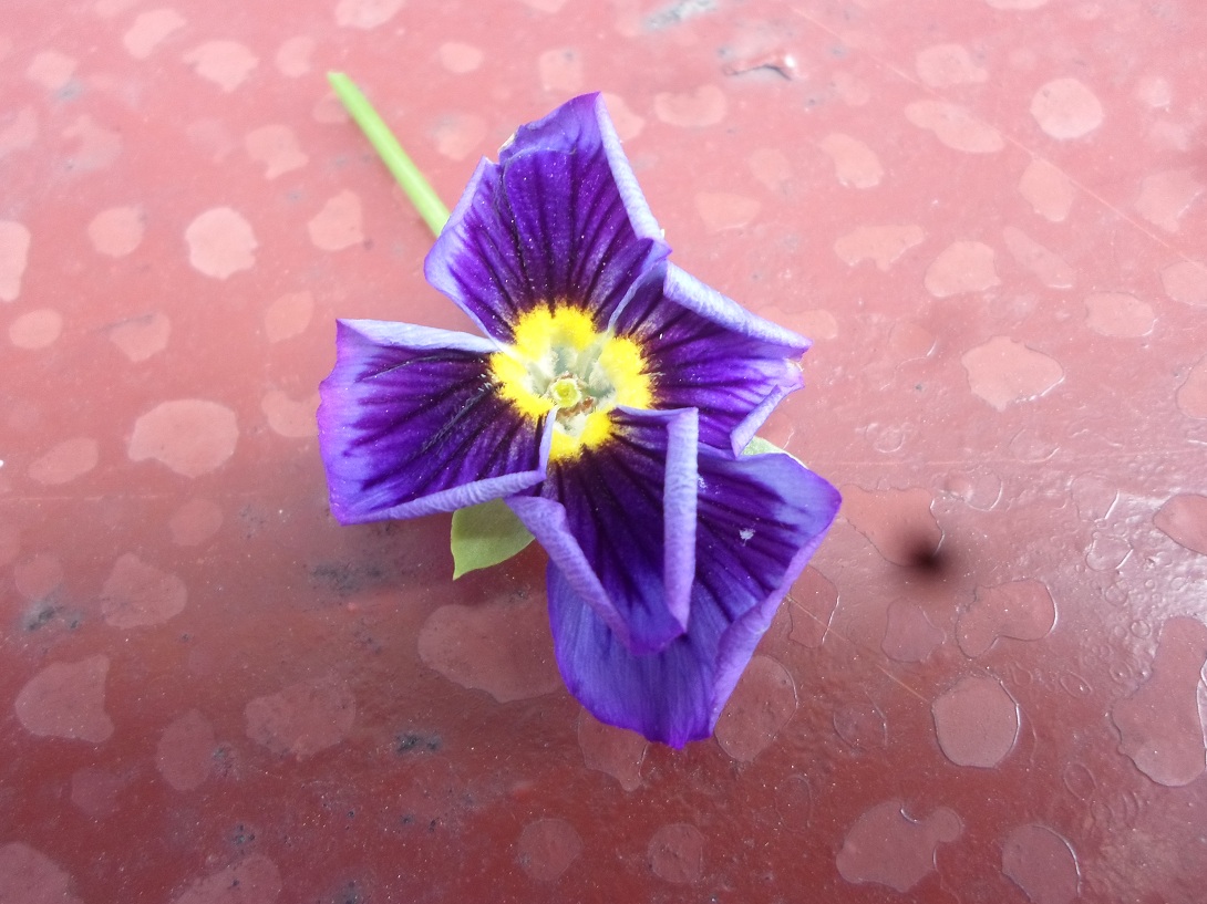 Image of Viola wittrockiana specimen.