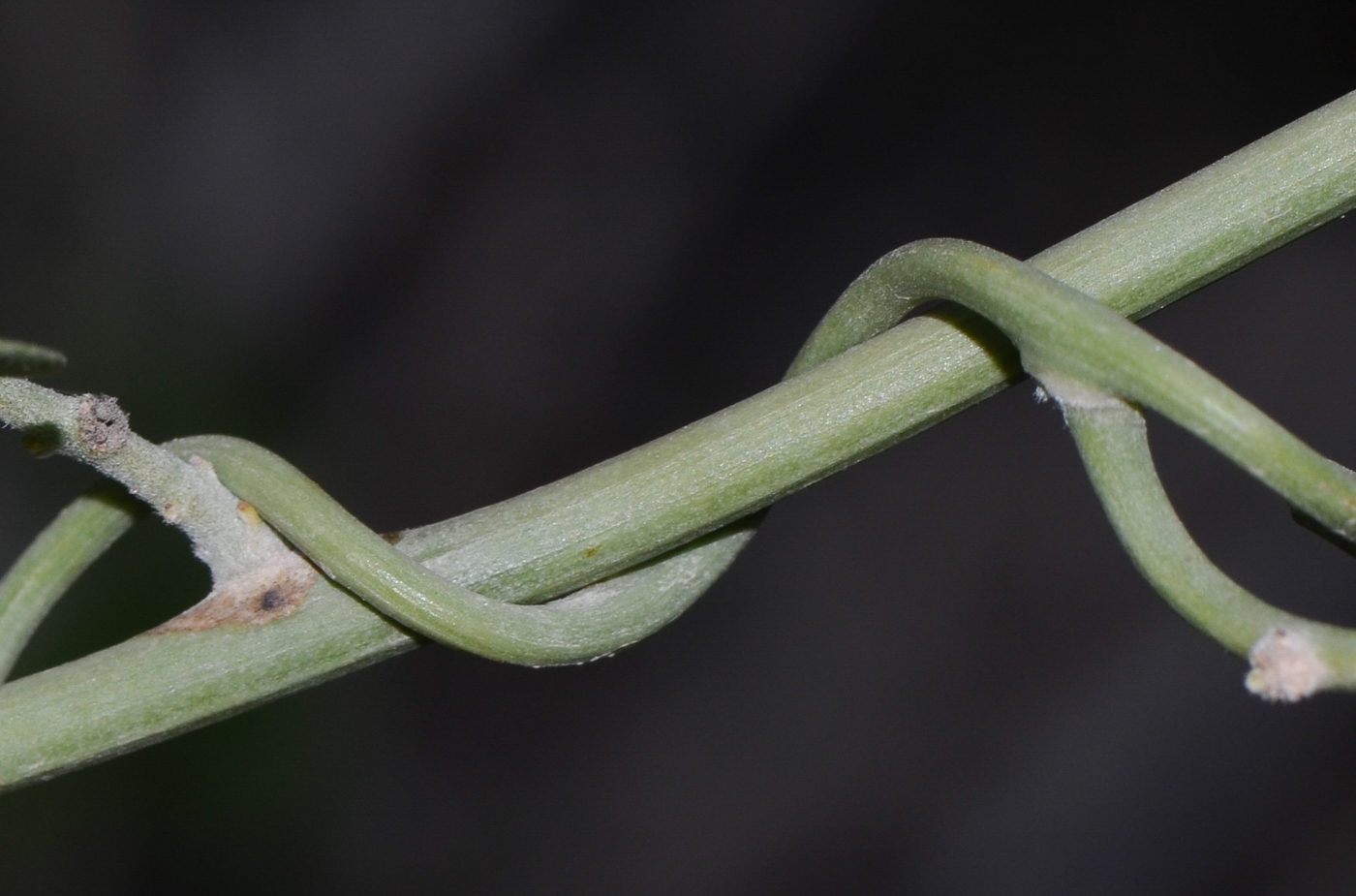 Изображение особи Cocculus pendulus.