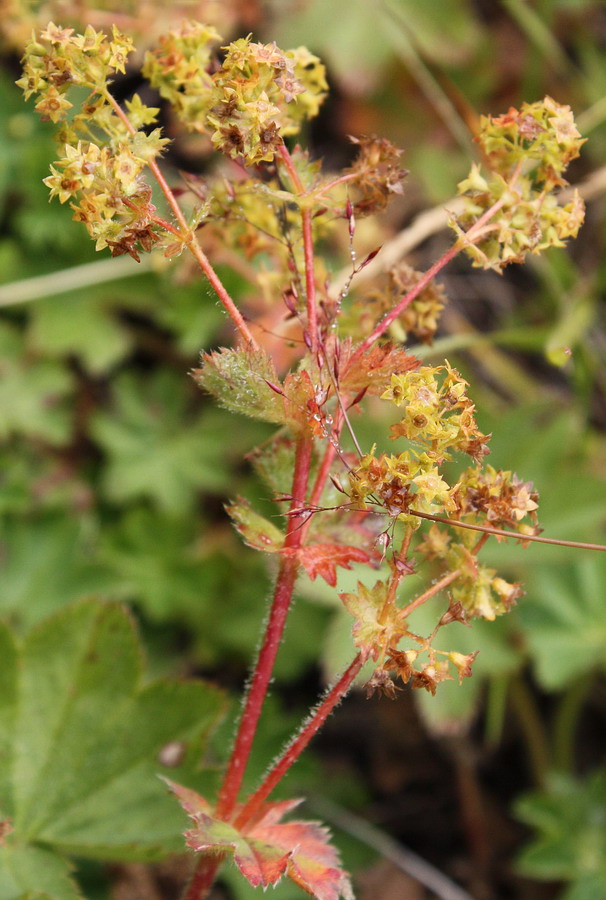 Image of Alchemilla omalophylla specimen.