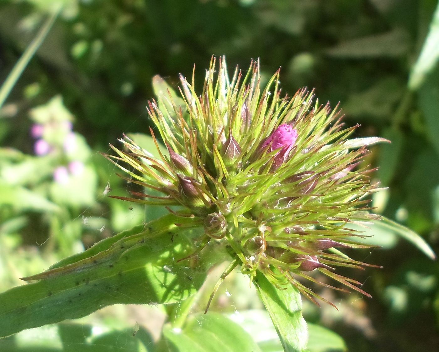 Image of Dianthus barbatus specimen.