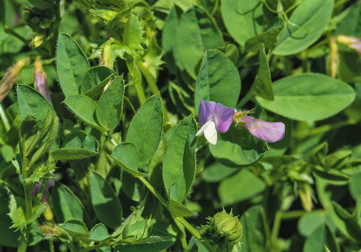 Image of Vicia bithynica specimen.