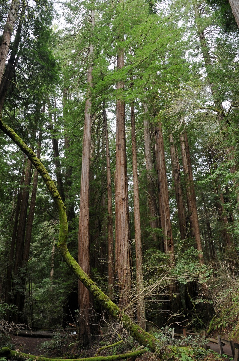 Image of Sequoia sempervirens specimen.