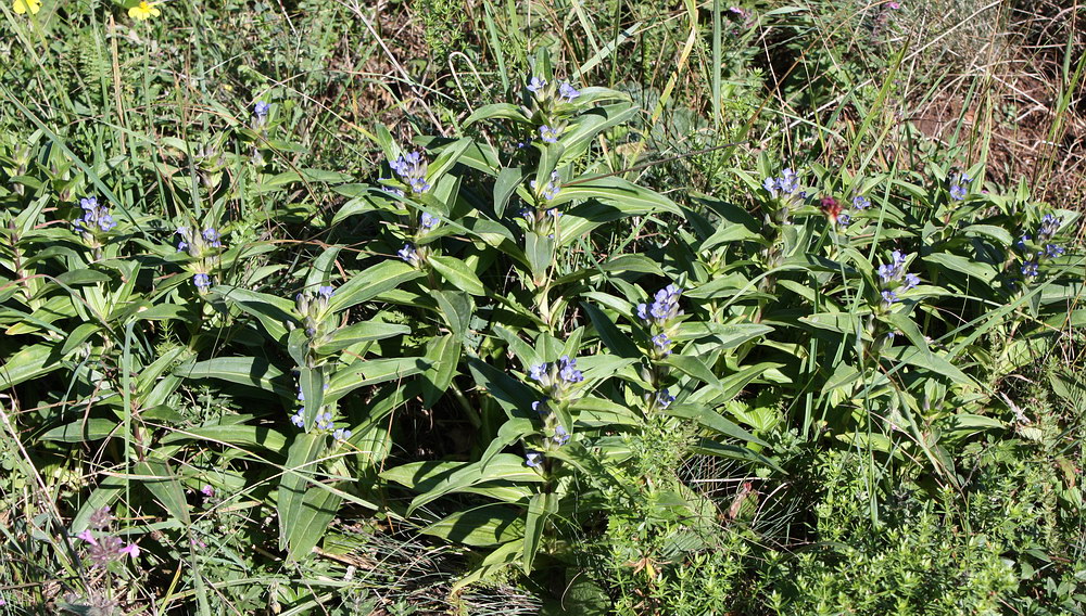 Изображение особи Gentiana cruciata.