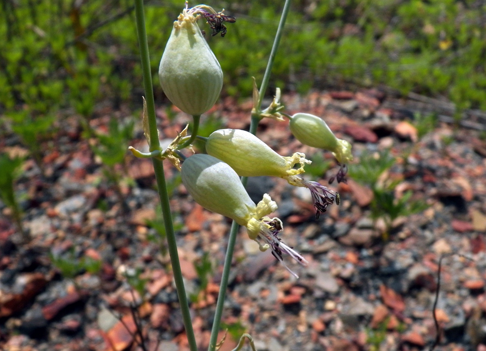 Image of Oberna csereii specimen.