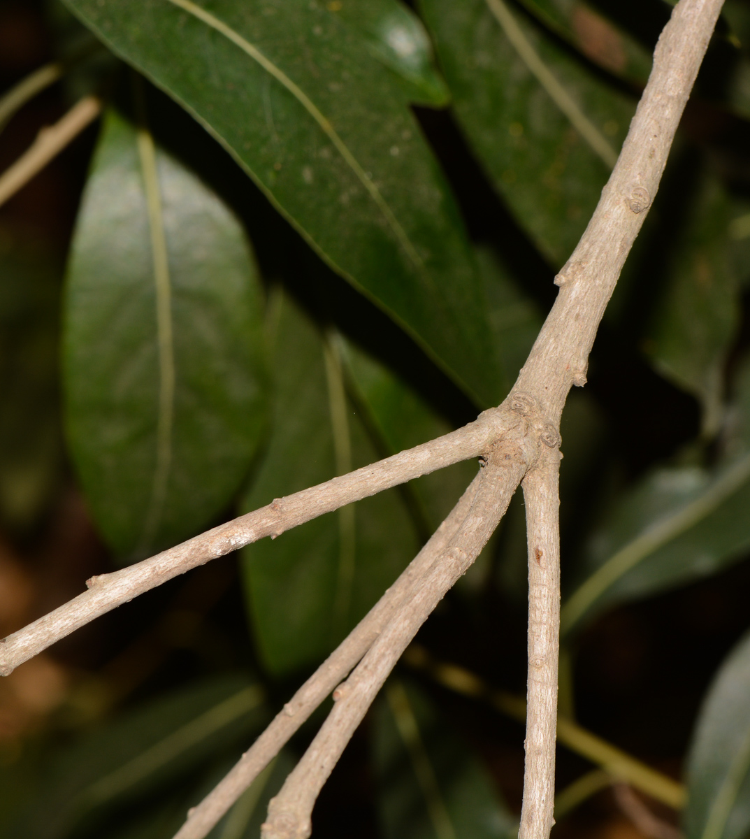 Image of Bontia daphnoides specimen.