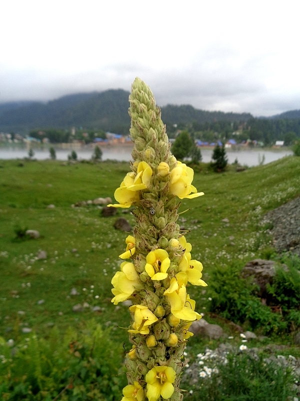 Image of Verbascum thapsus specimen.