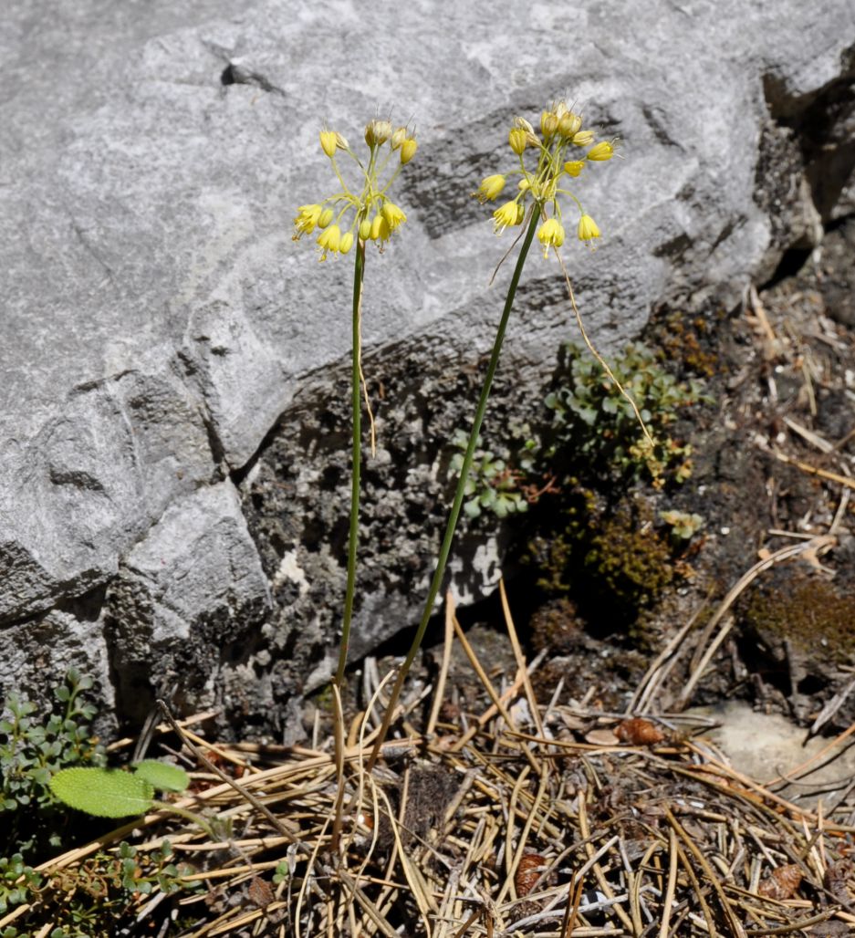 Изображение особи Allium flavum.