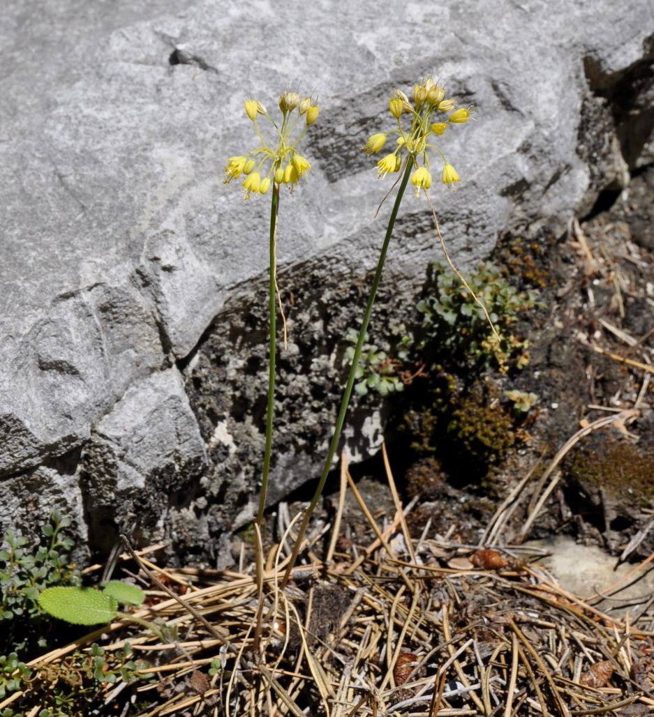 Image of Allium flavum specimen.