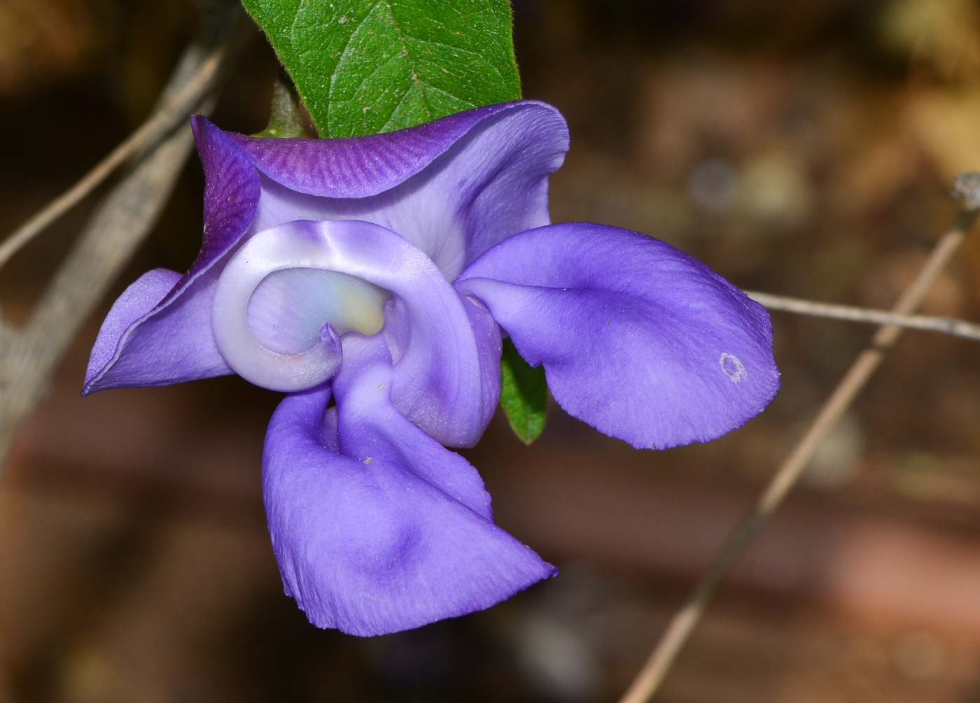 Изображение особи Vigna speciosa.