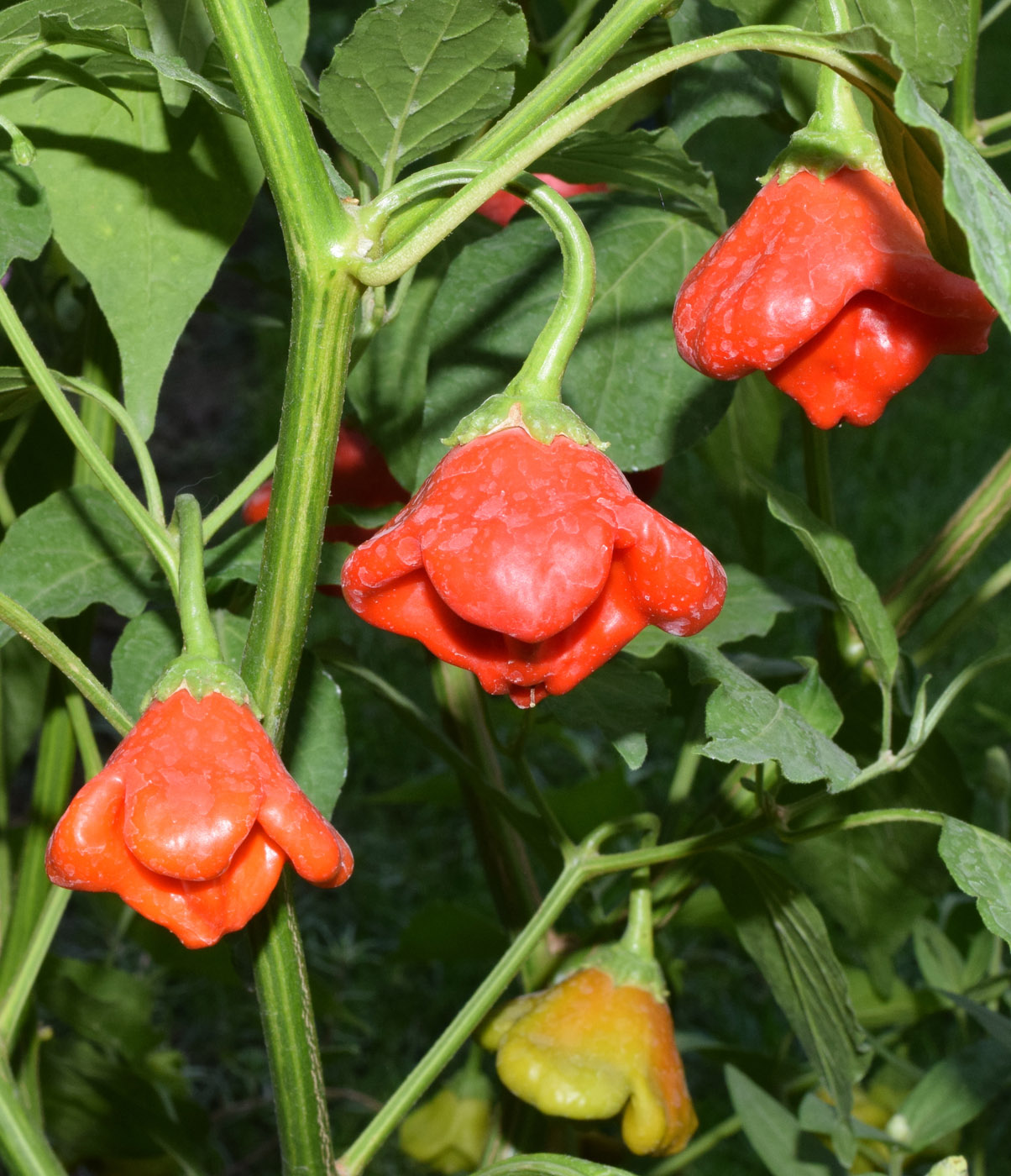 Изображение особи Capsicum annuum.