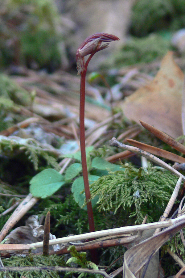 Изображение особи Lathyrus humilis.