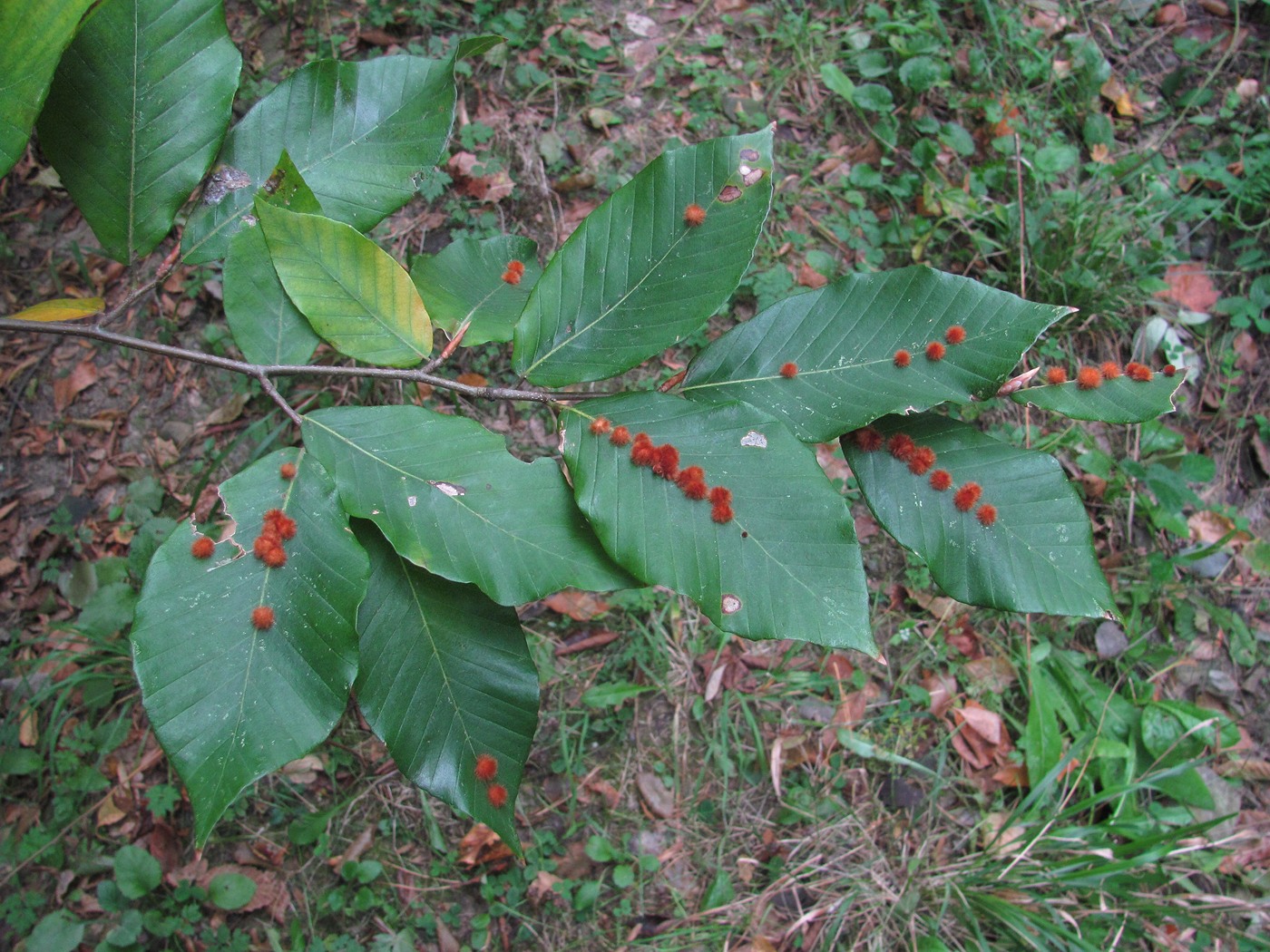 Изображение особи Fagus orientalis.