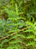 Filipendula vulgaris. Верхушка листа. Пермский край, Кунгурский р-н, правый берег р. Шаква ниже с. Тарнабаево, вершина Шлюпинского камня, разнотравно-ковыльная степь. 05 августа 2017 г.