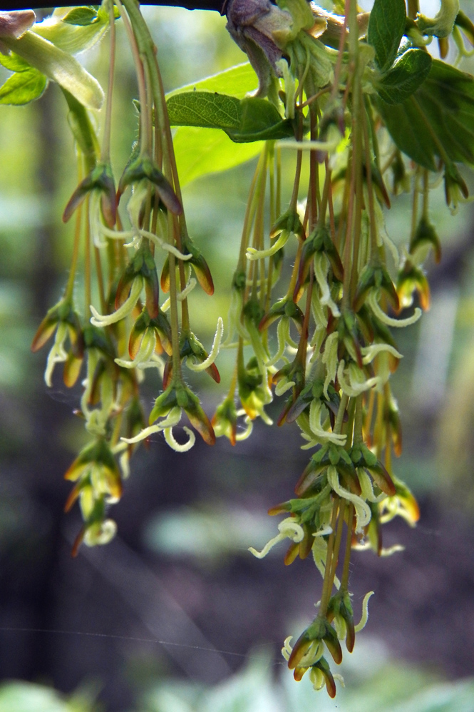 Image of Acer negundo specimen.