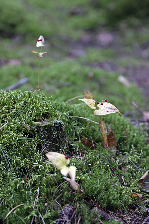 Image of Maianthemum bifolium specimen.