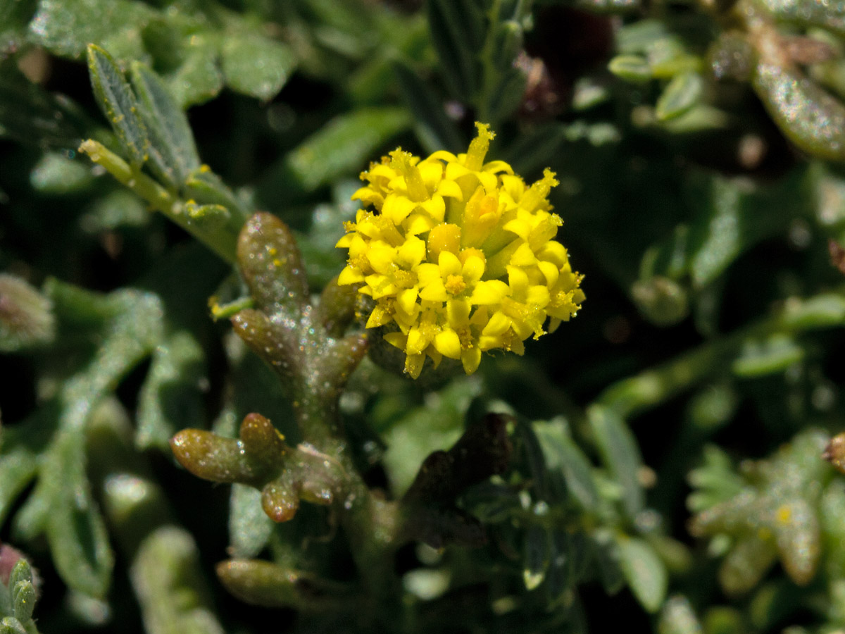 Image of Anthemis rigida specimen.