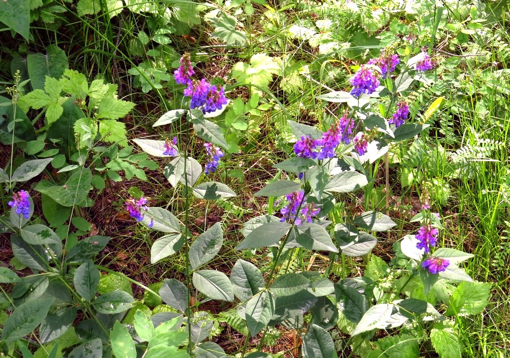 Image of Vicia unijuga specimen.