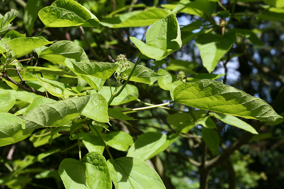 Image of Catalpa bignonioides specimen.