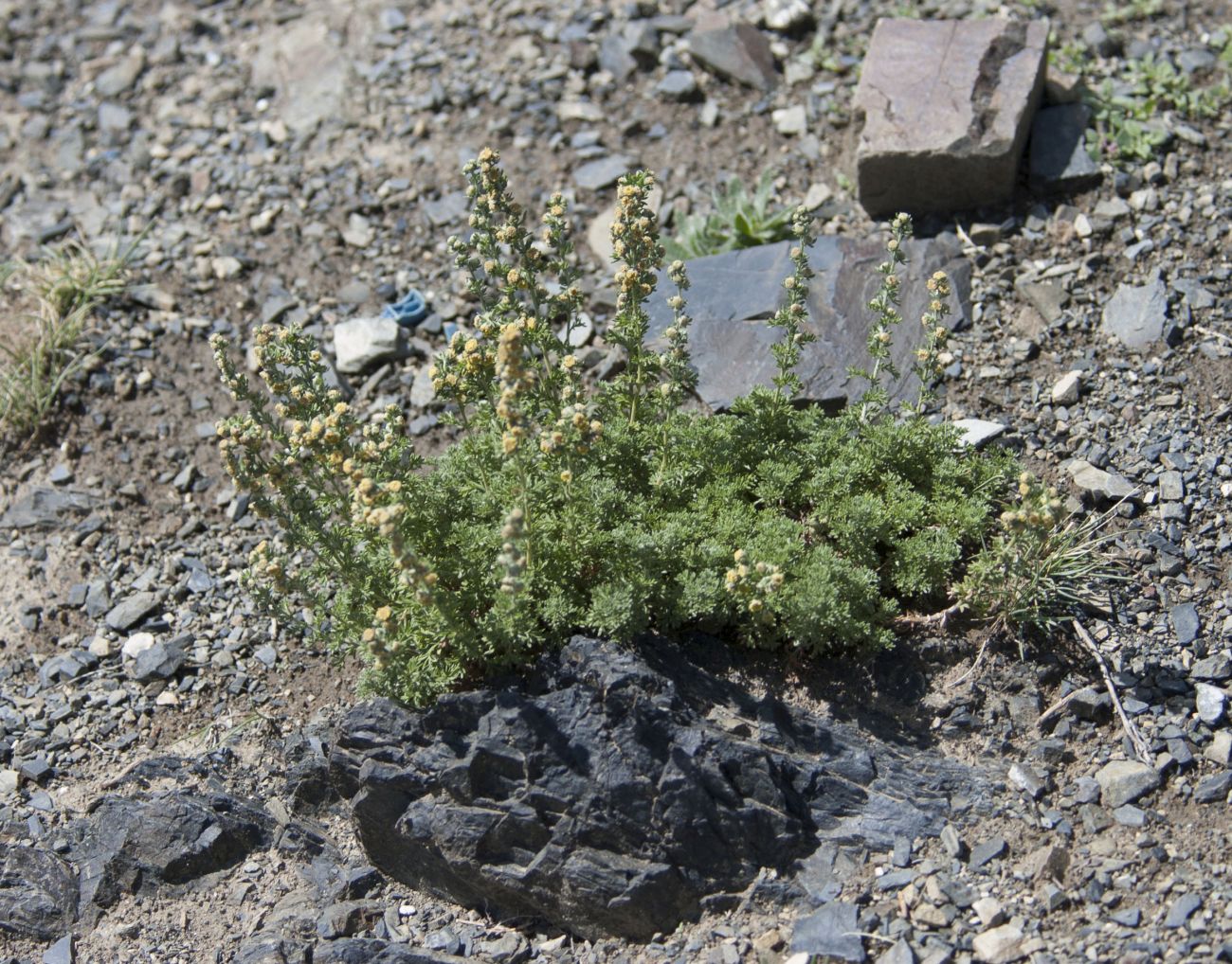 Image of genus Artemisia specimen.