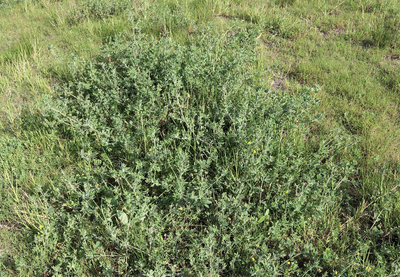 Image of Lotus palustris specimen.