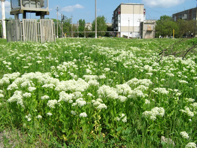 Изображение особи Cardaria draba.