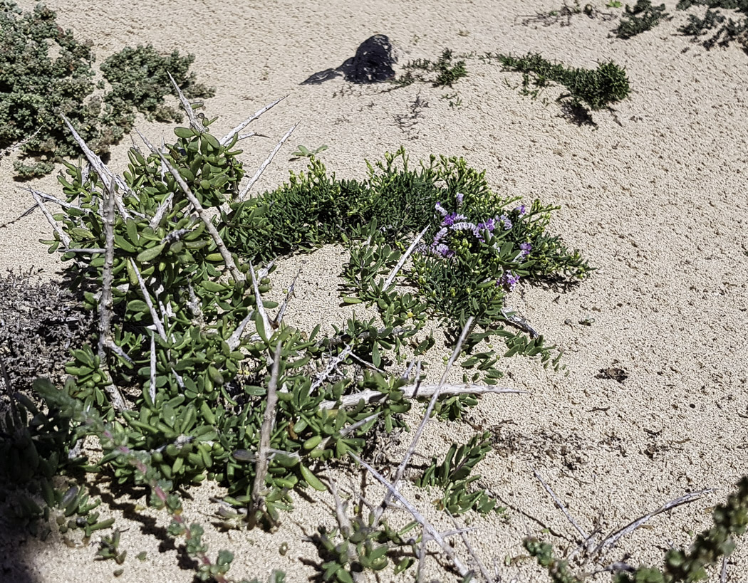 Изображение особи Limonium papillatum.