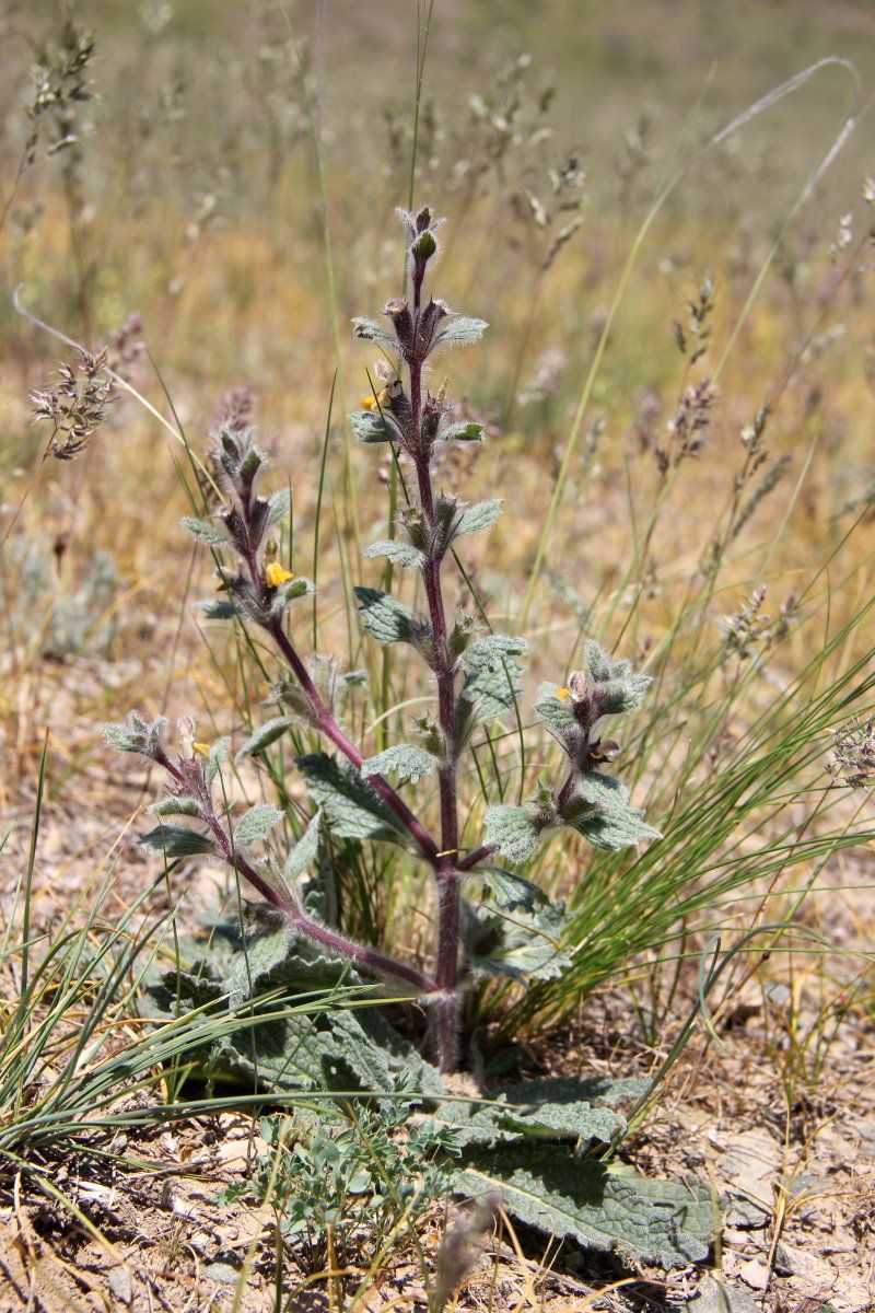 Изображение особи Paraeremostachys dshungarica.