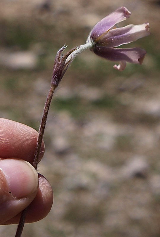 Image of Pulsatilla violacea specimen.