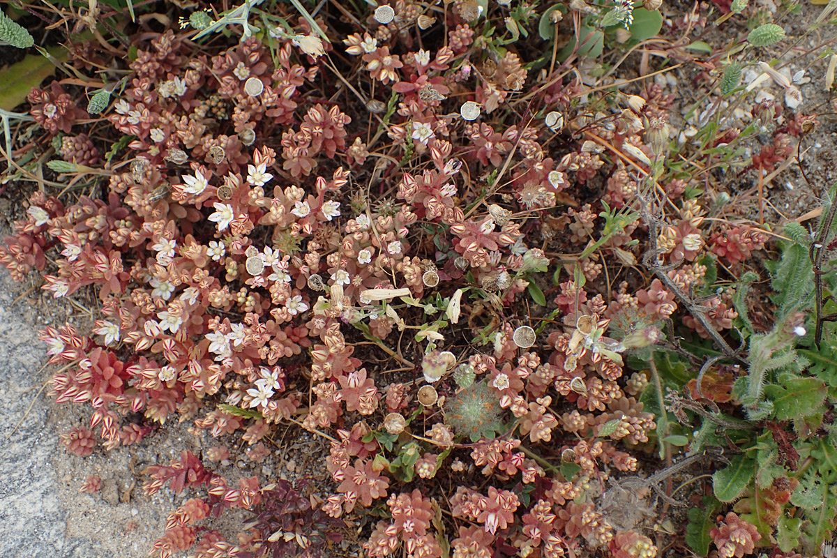 Image of Sedum eriocarpum ssp. delicum specimen.